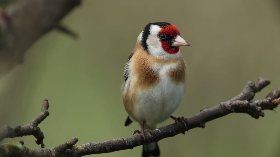 Goldfinch on branch